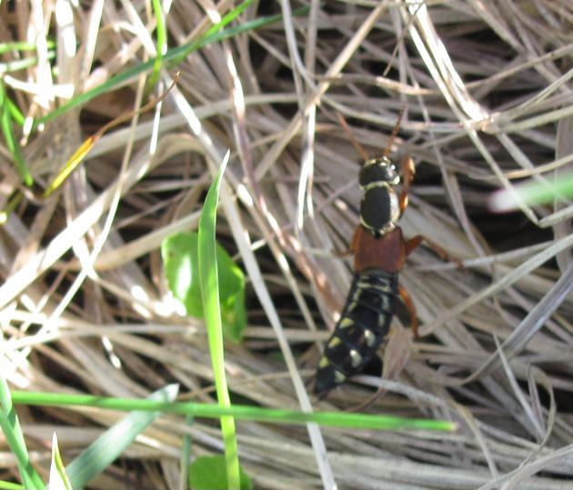 Staphylinus caesareus, Staphylinidae